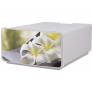 ONDIS24 Boxy Orchideen