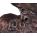 Pflanzschuh Blumenkübel Schuh L Antik bronze